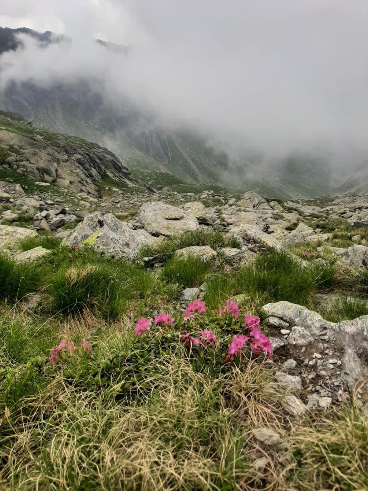 Casa Oaspeti Transfagarasan Διαμέρισμα Cîrţişoara Εξωτερικό φωτογραφία